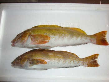 180アイナメ(1kg).jpg